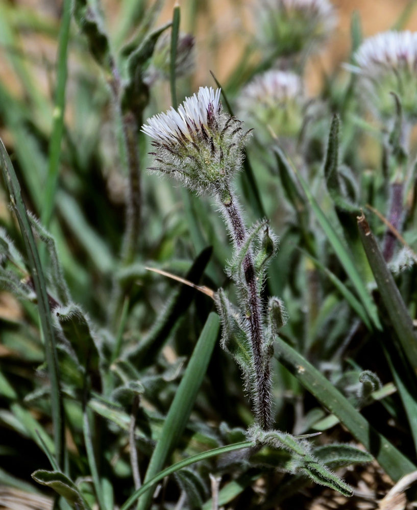 Image of Erigeron pallidus specimen.