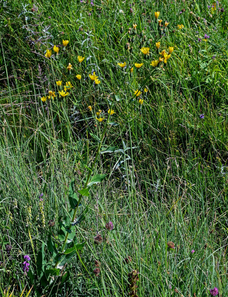 Изображение особи Hieracium virosum.