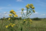 Hypericum perforatum