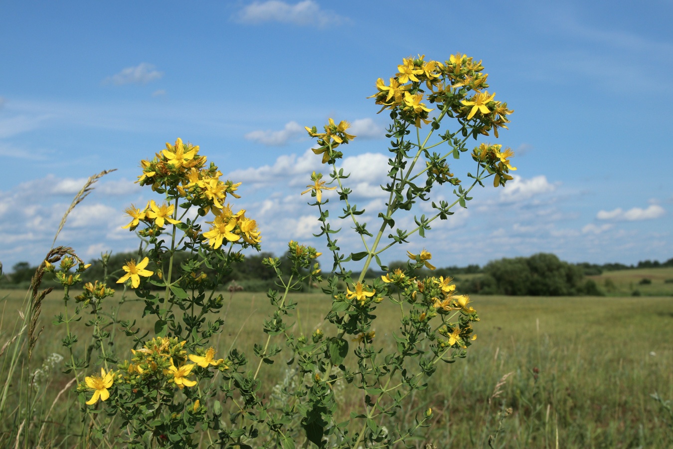 Изображение особи Hypericum perforatum.