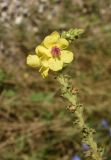 Verbascum pyramidatum