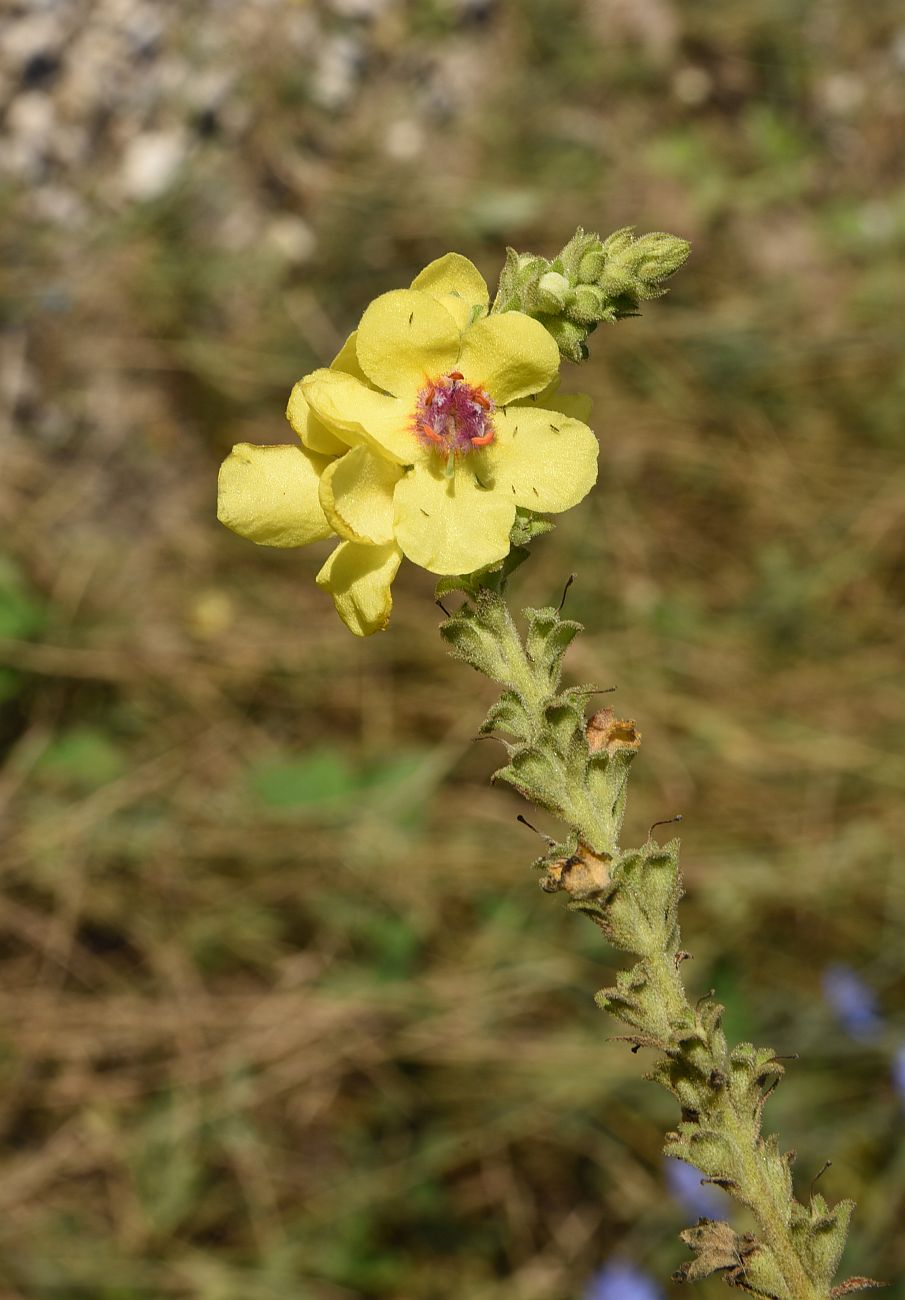 Изображение особи Verbascum pyramidatum.