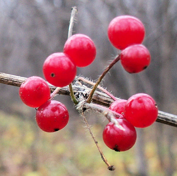 Image of Lonicera chrysantha specimen.