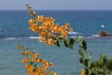 род Bougainvillea