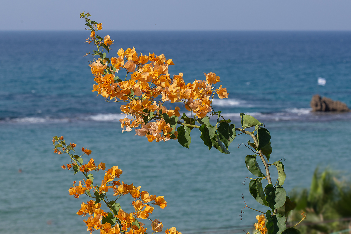 Image of genus Bougainvillea specimen.