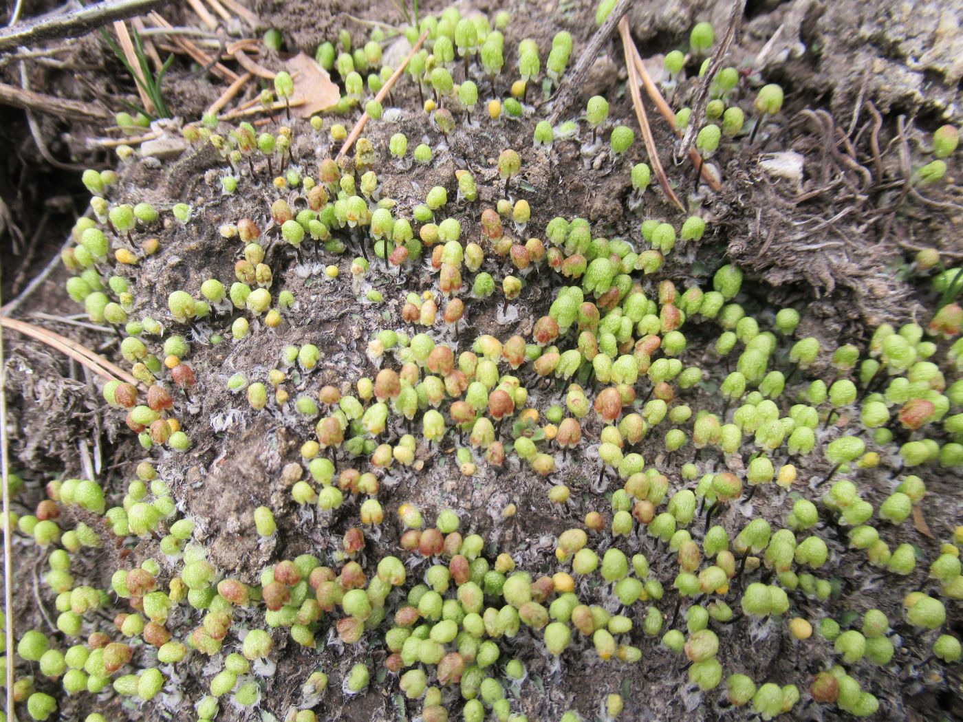 Изображение особи Asterella saccata.