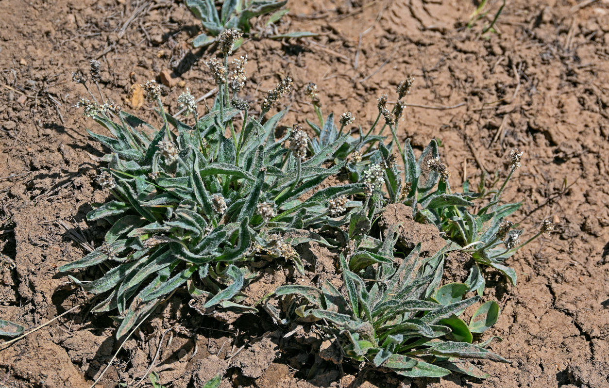 Изображение особи Plantago arachnoidea.