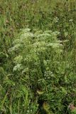 Pimpinella saxifraga. Цветущее и плодоносящее растение. Беларусь, Витебская обл., окр. пос. Езерище, выкашиваемый суходольный луг. 03.08.2023.