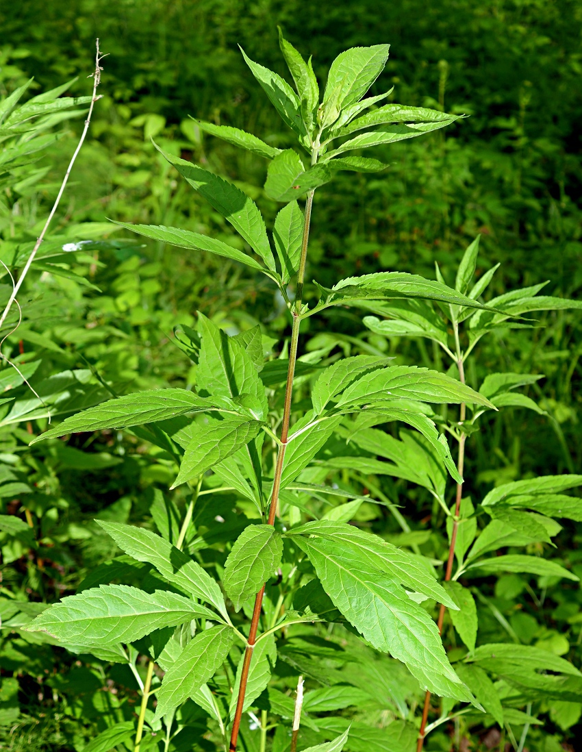Image of Eupatorium cannabinum specimen.