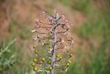 Eremurus alberti