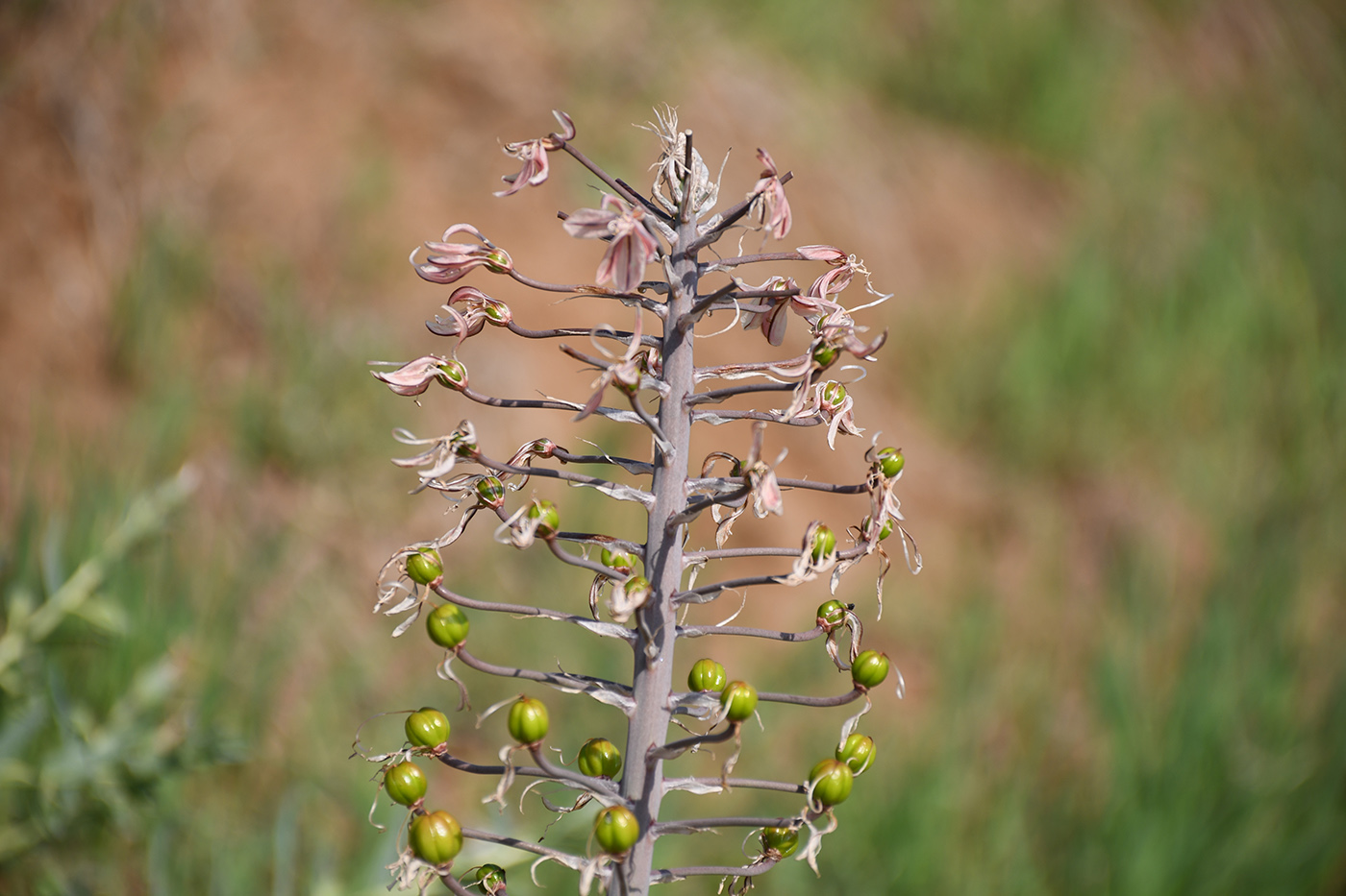 Image of Eremurus alberti specimen.