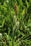 Carex nigra