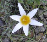 Romulea bulbocodium