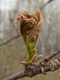 Sorbus amurensis