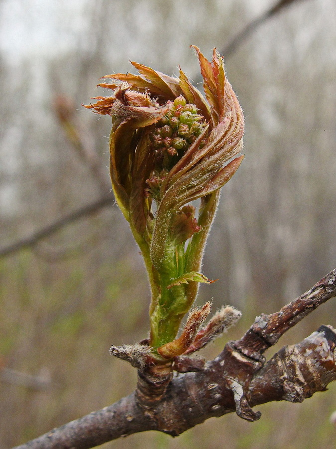 Изображение особи Sorbus amurensis.