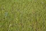 Carex pachystylis