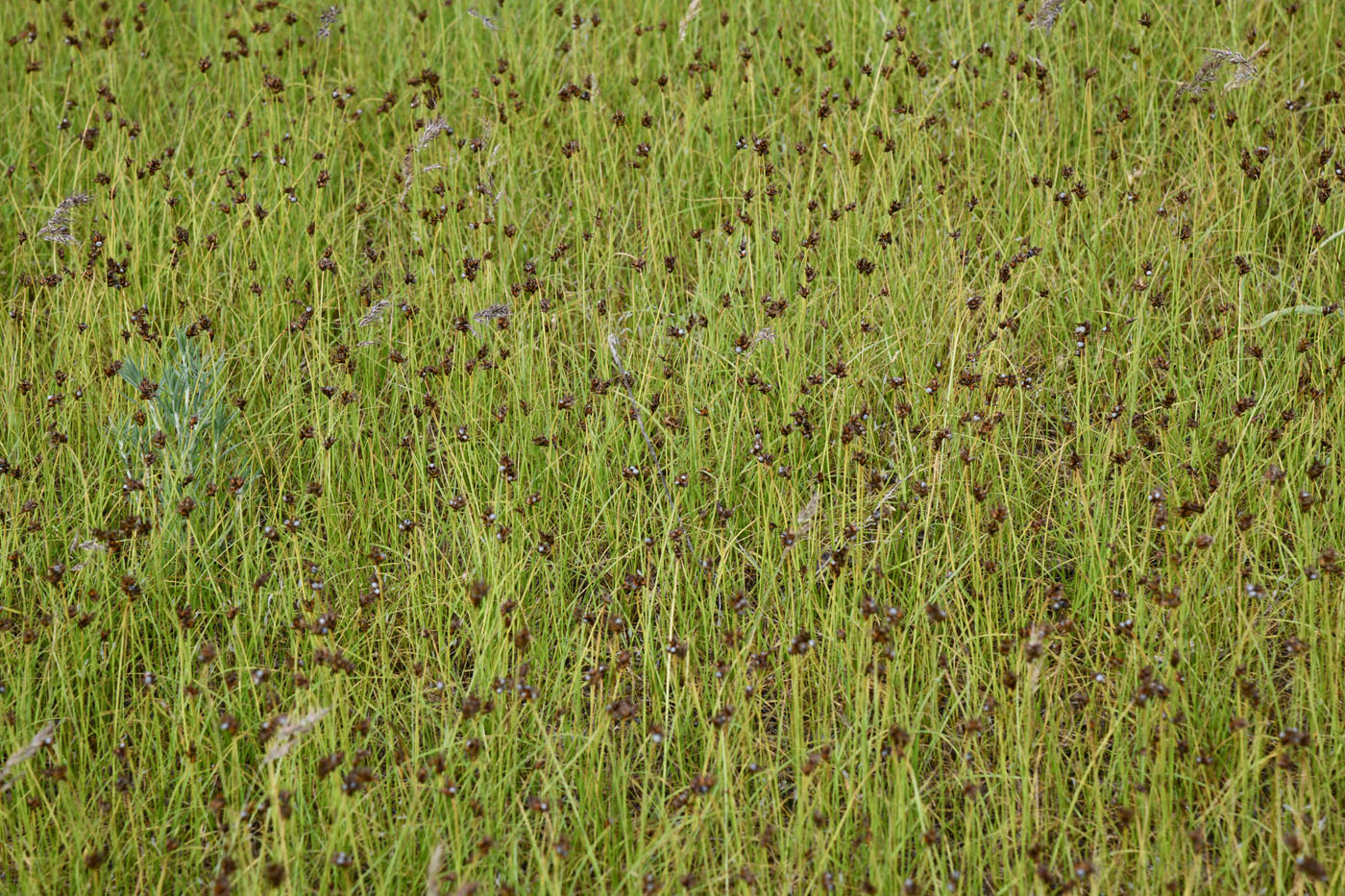 Изображение особи Carex pachystylis.