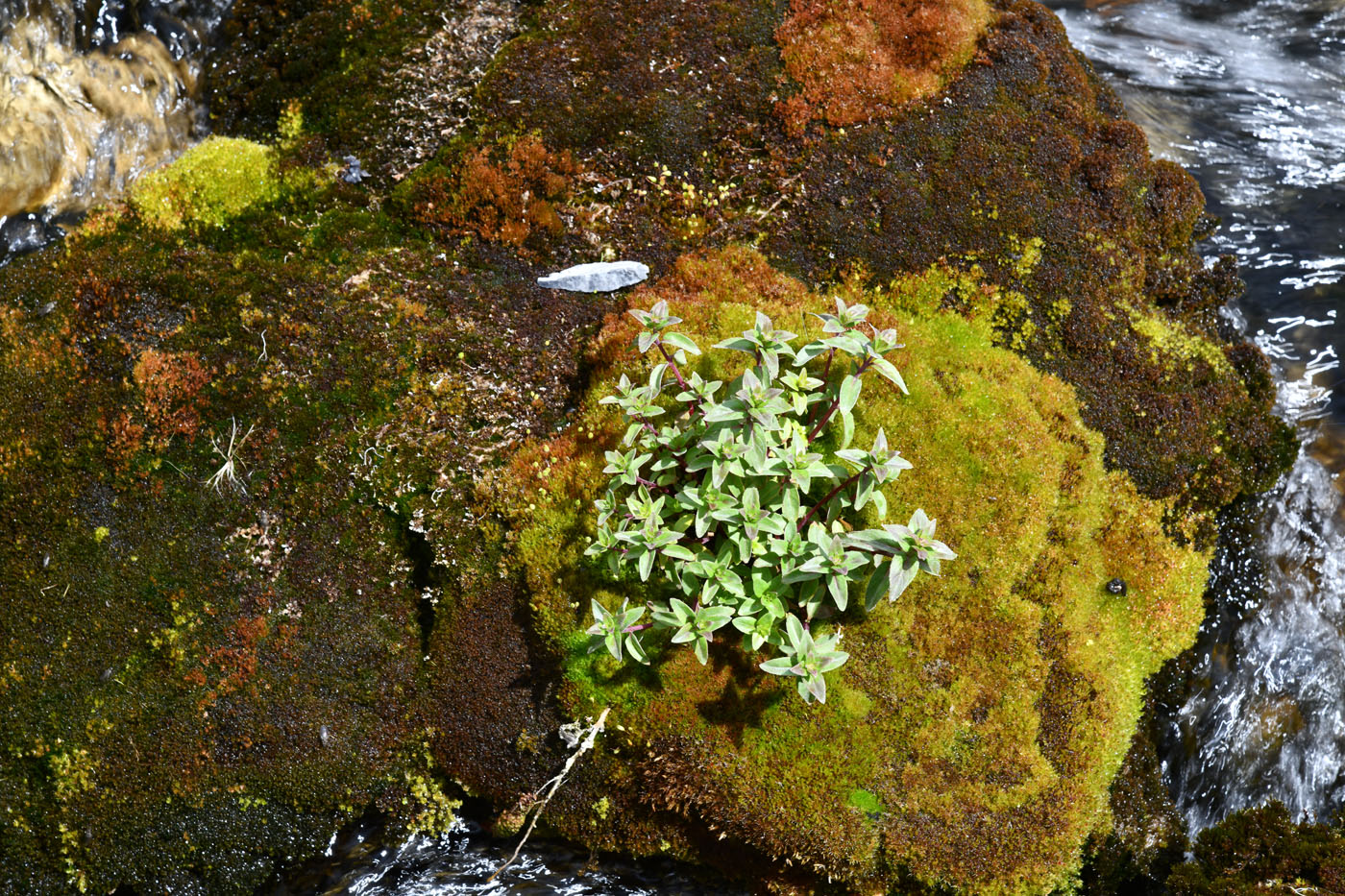 Image of genus Epilobium specimen.