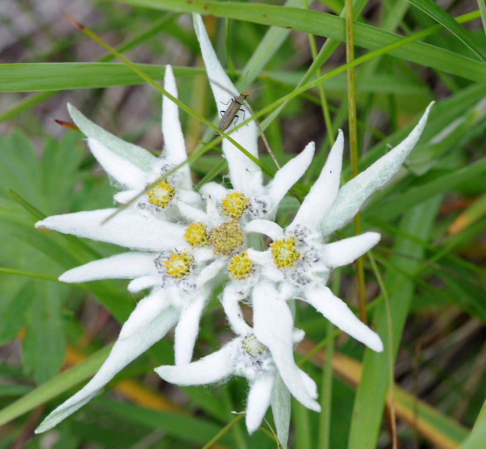 Изображение особи Leontopodium stellatum.