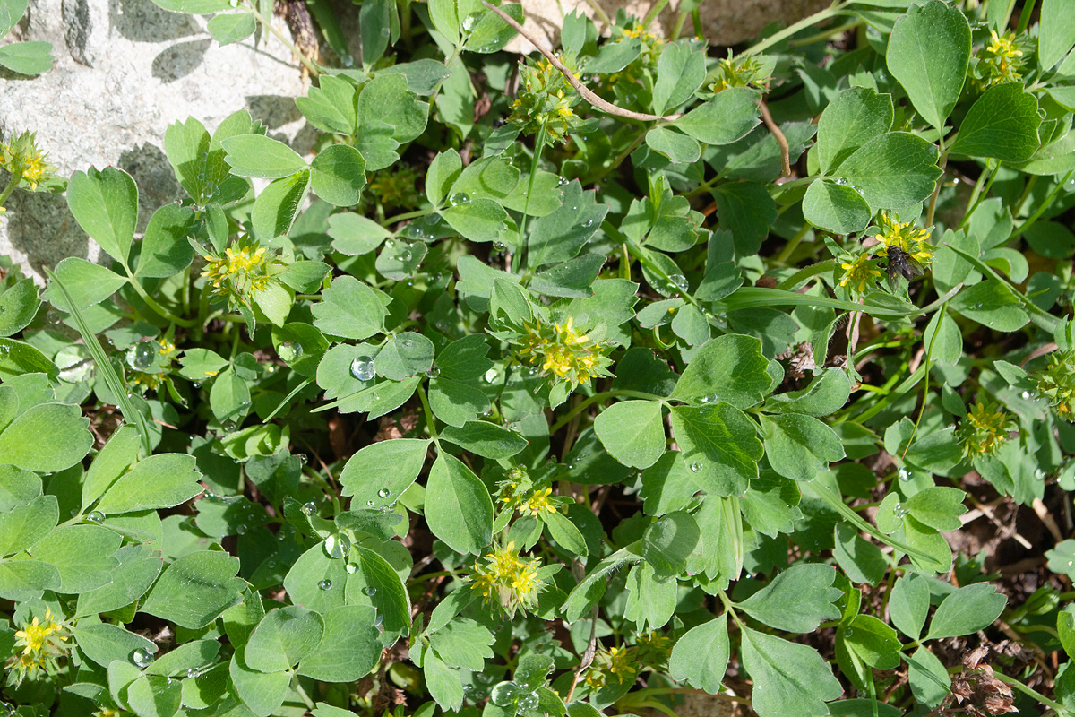Изображение особи Sibbaldia procumbens.