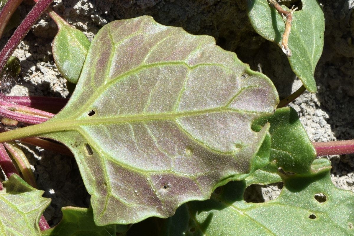 Image of familia Chenopodiaceae specimen.
