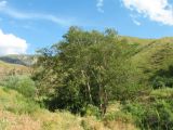 Betula tianschanica. Плодоносящее растение. Казахстан, Западный Тянь-Шань, Киргизский хр., ущ. Сугаты, ≈ 1400 м н.у.м., тугай. 12 июня 2024 г.