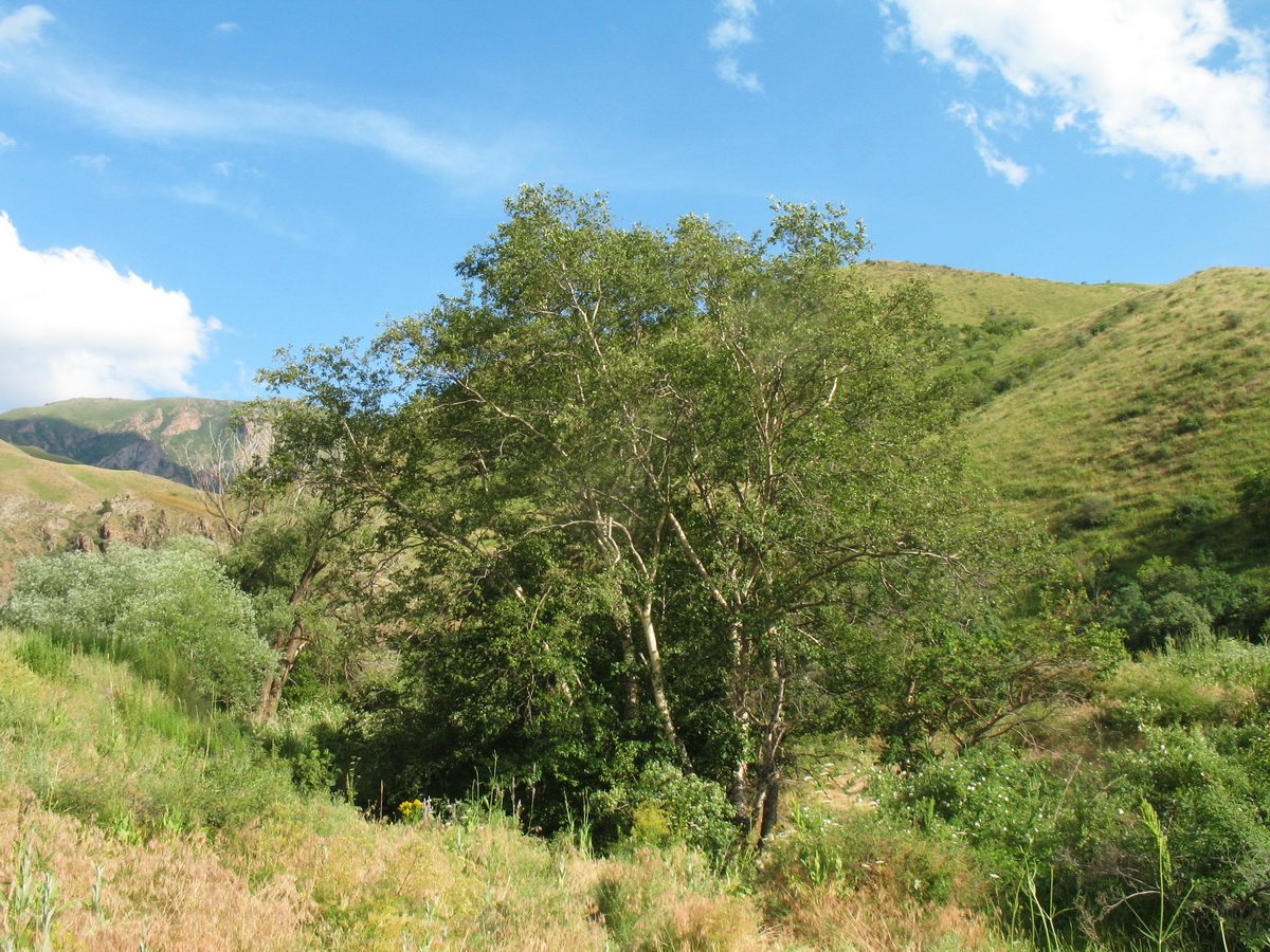 Image of Betula tianschanica specimen.