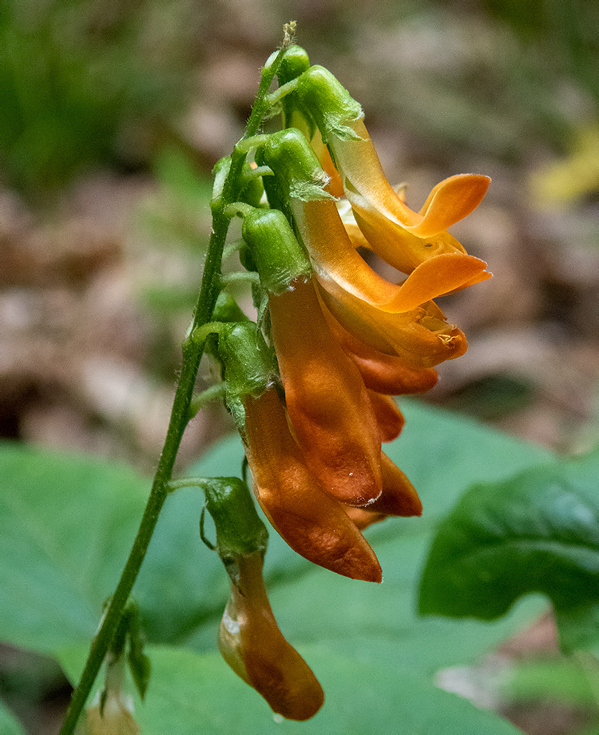 Image of Lathyrus aureus specimen.