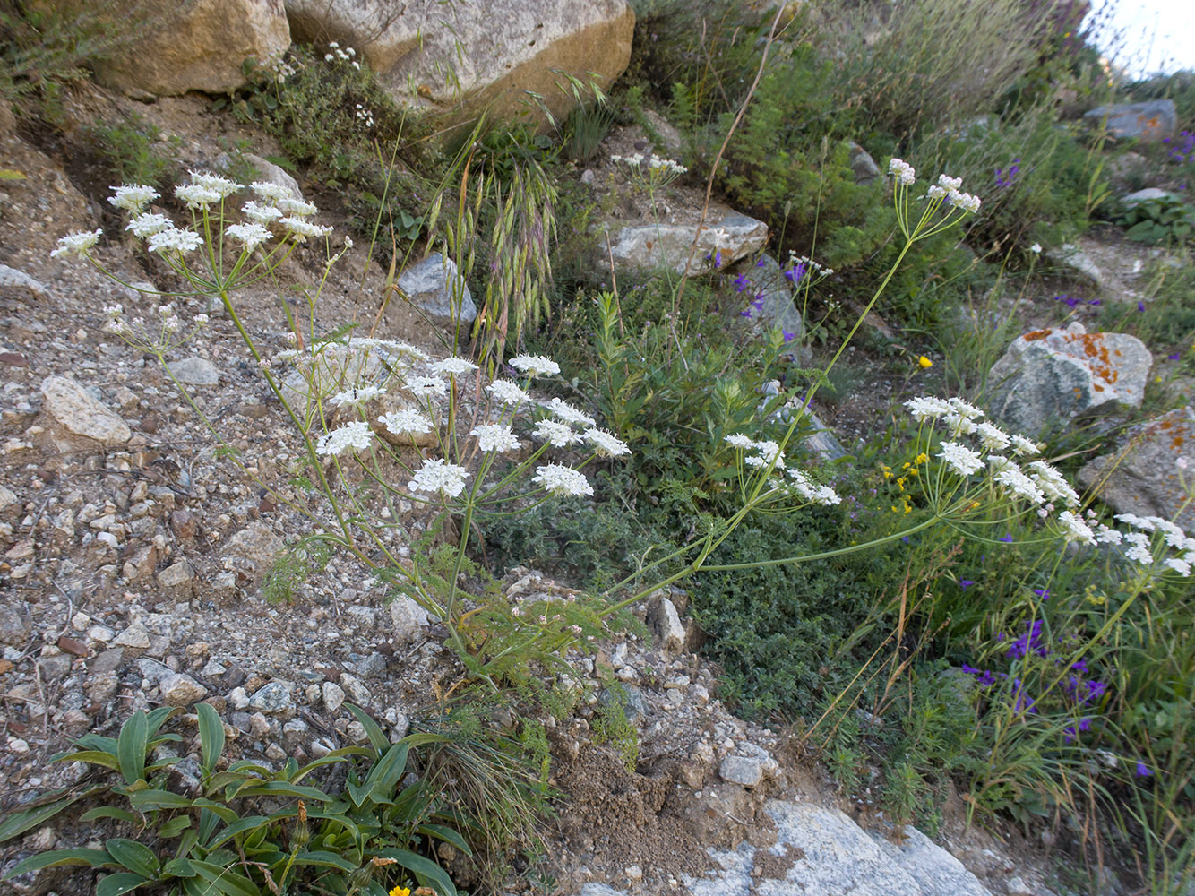 Image of Astrodaucus orientalis specimen.