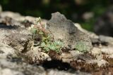 Sedum hispanicum