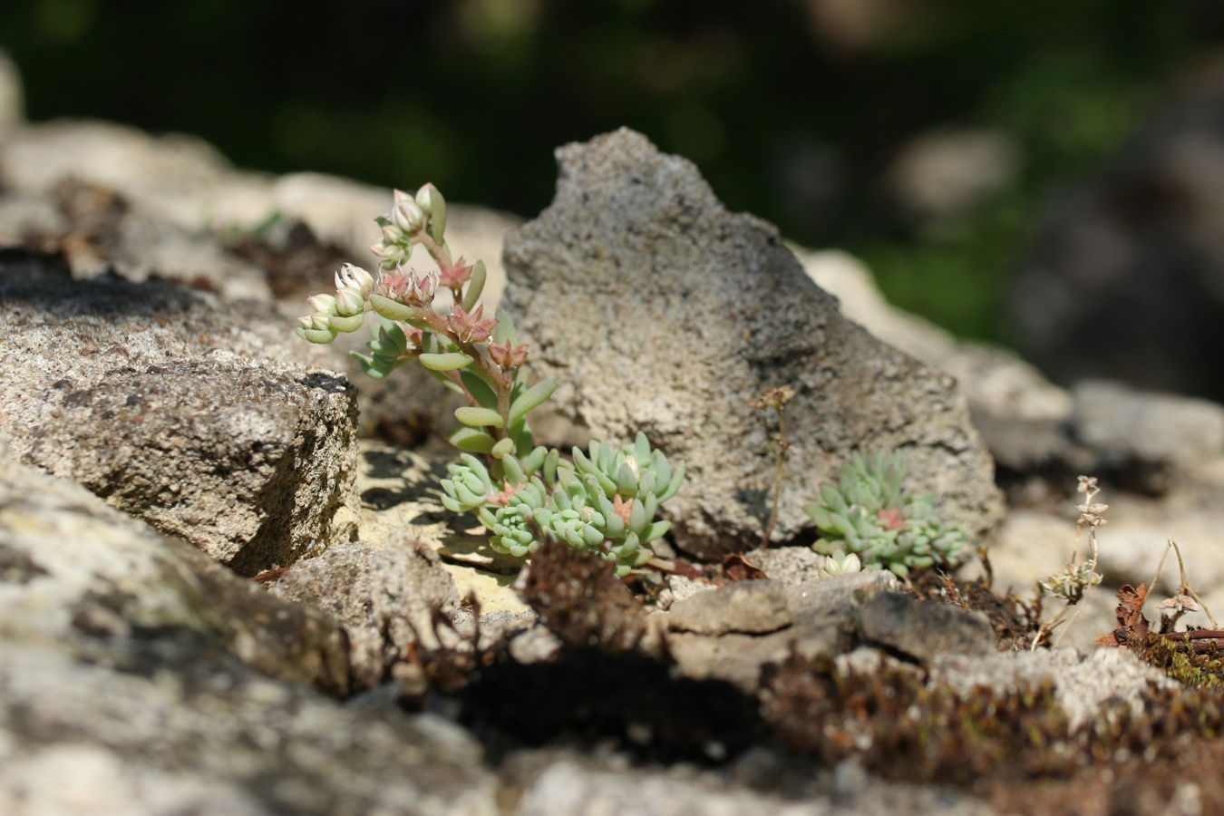 Изображение особи Sedum hispanicum.