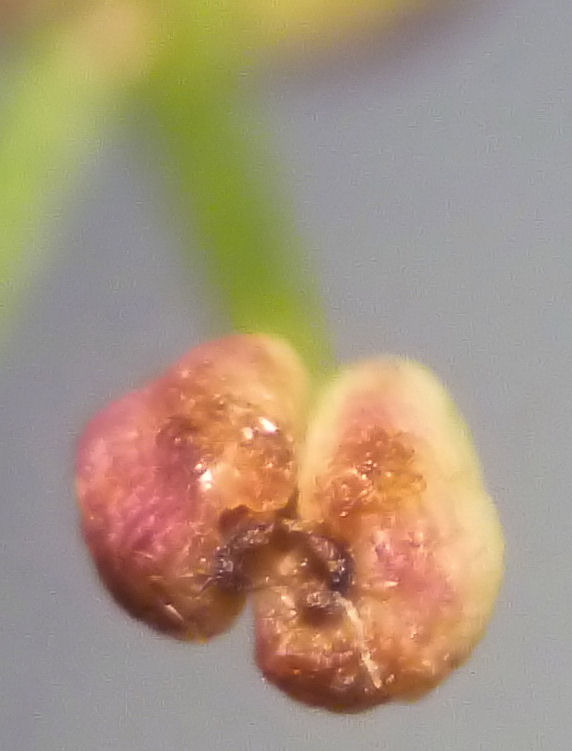 Изображение особи Galium physocarpum.