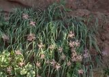 Iris stolonifera