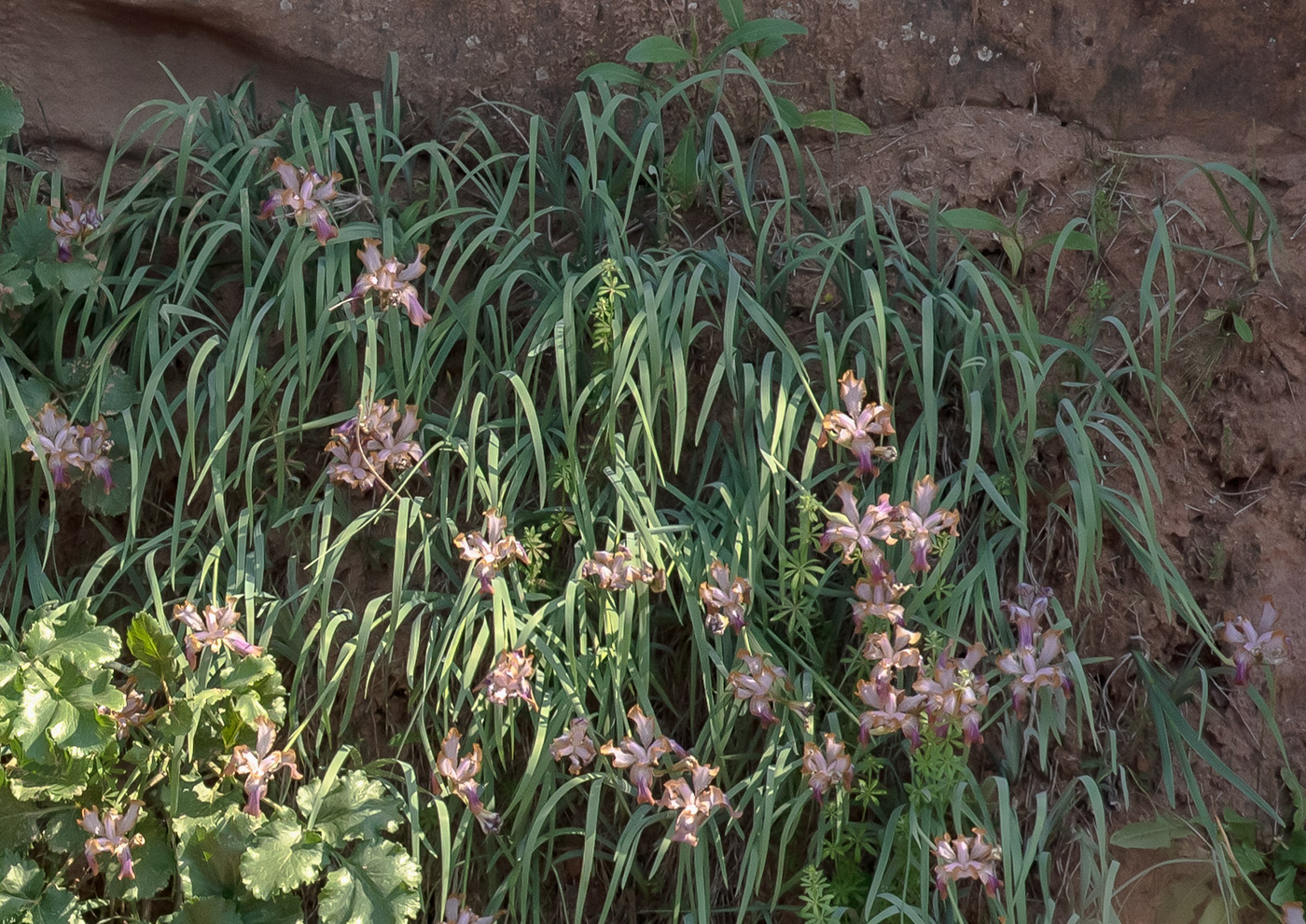 Image of Iris stolonifera specimen.