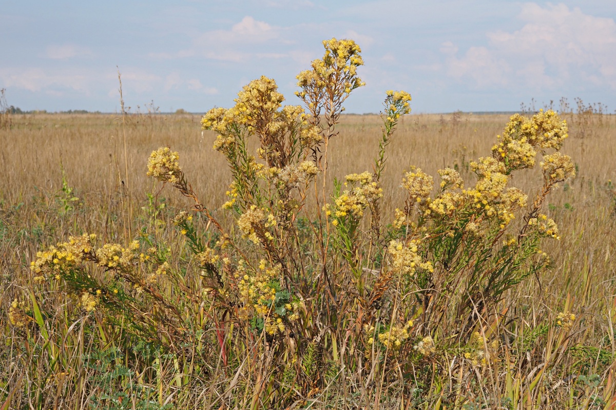 Image of Galatella biflora specimen.