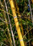 Phyllostachys aurea