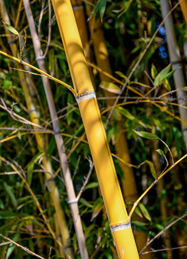 Изображение особи Phyllostachys aurea.
