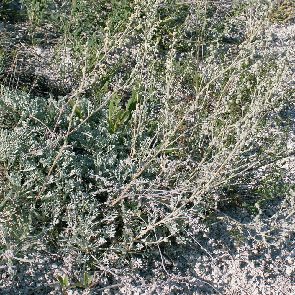 Изображение особи род Artemisia.