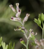 Fumaria officinalis