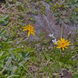 familia Asteraceae. Цветущее растение. Карачаево-Черкесия, Домбай, гора Мусса-Ачитара, ≈ 2900 м н.у.м., каменистый склон. 12.07.2015.