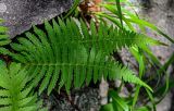 Athyriopsis japonica. Вайи. Китай, пров. Аньхой, национальный парк \"Хуаншань\", смешанный лес, каменистый участок склона. 29.05.2025.