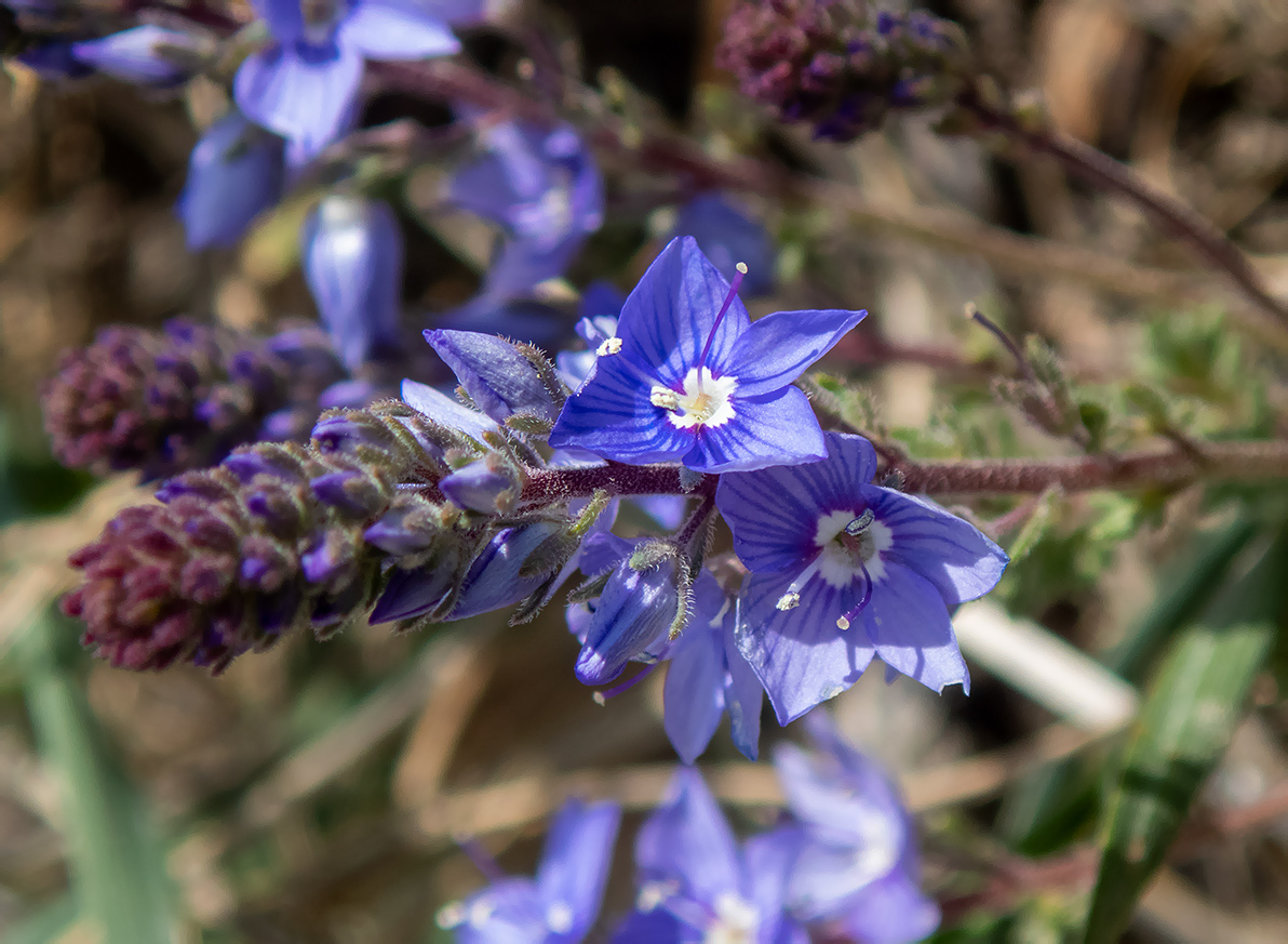 Image of Veronica capsellicarpa specimen.