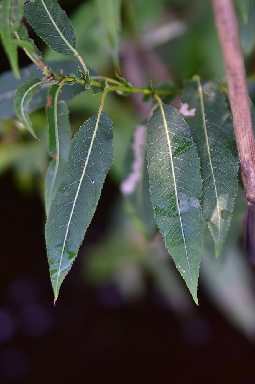 Image of genus Salix specimen.