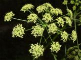 Heracleum sibiricum. Соцветие. Узбекистан, г. Ташкент, Ботанический сад им. Ф.Н. Русанова. 07.07.2024.