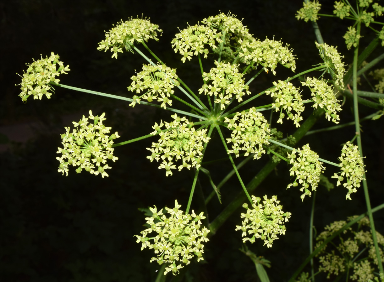 Image of Heracleum sibiricum specimen.