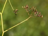 Image of taxon representative. Author is Вера Волкотруб