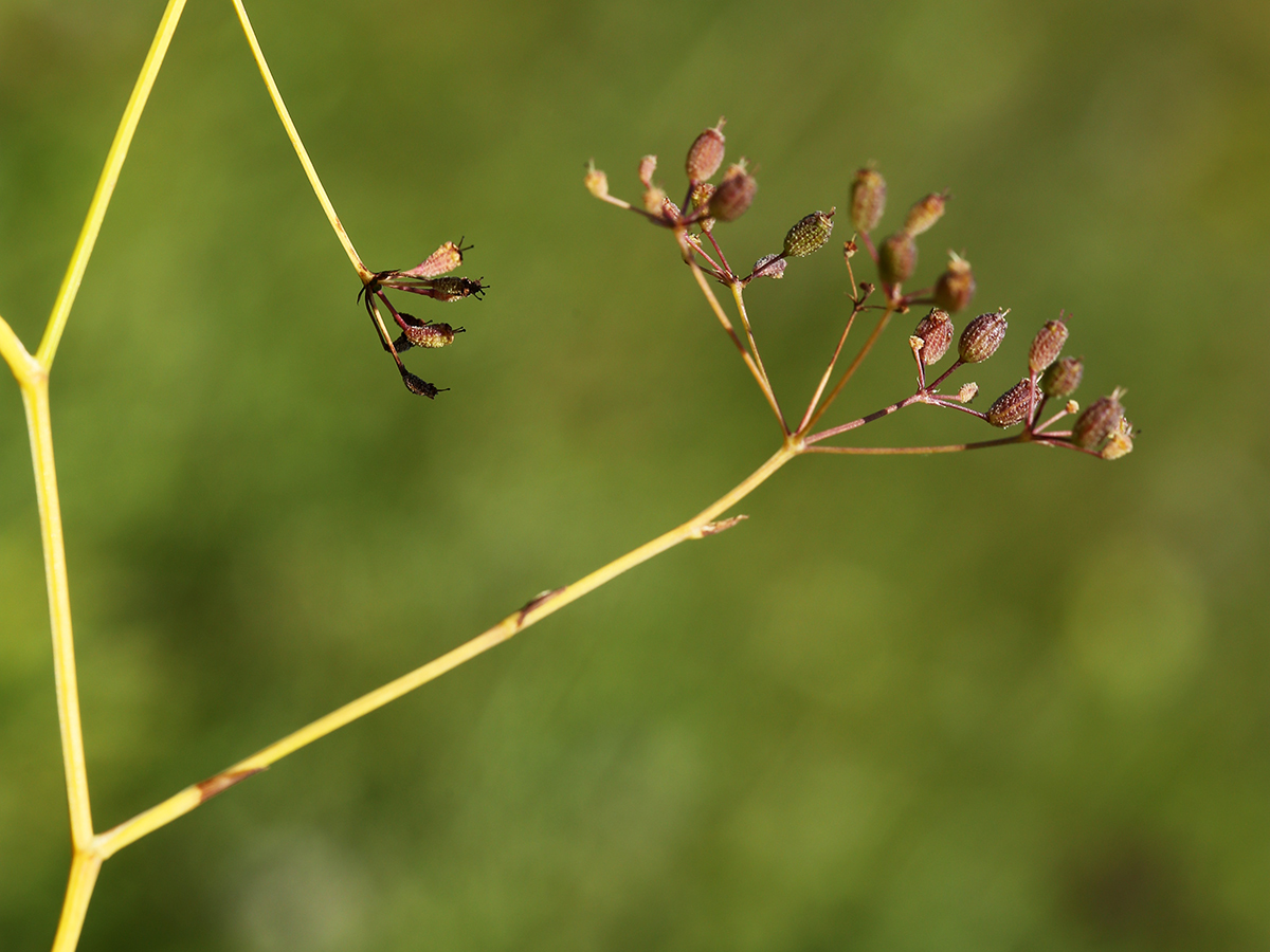 Image of Saposhnikovia divaricata specimen.