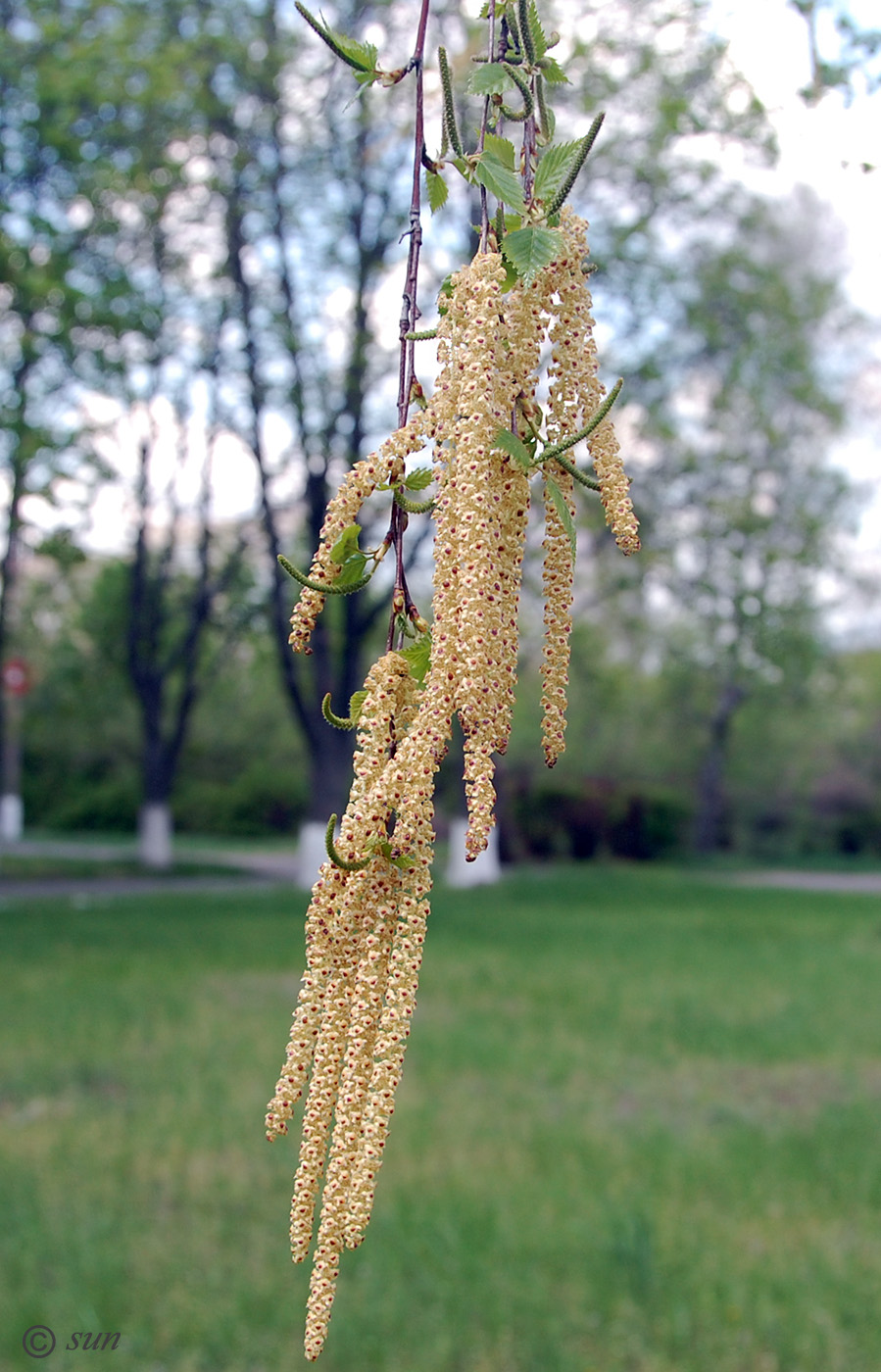 Изображение особи Betula pendula.