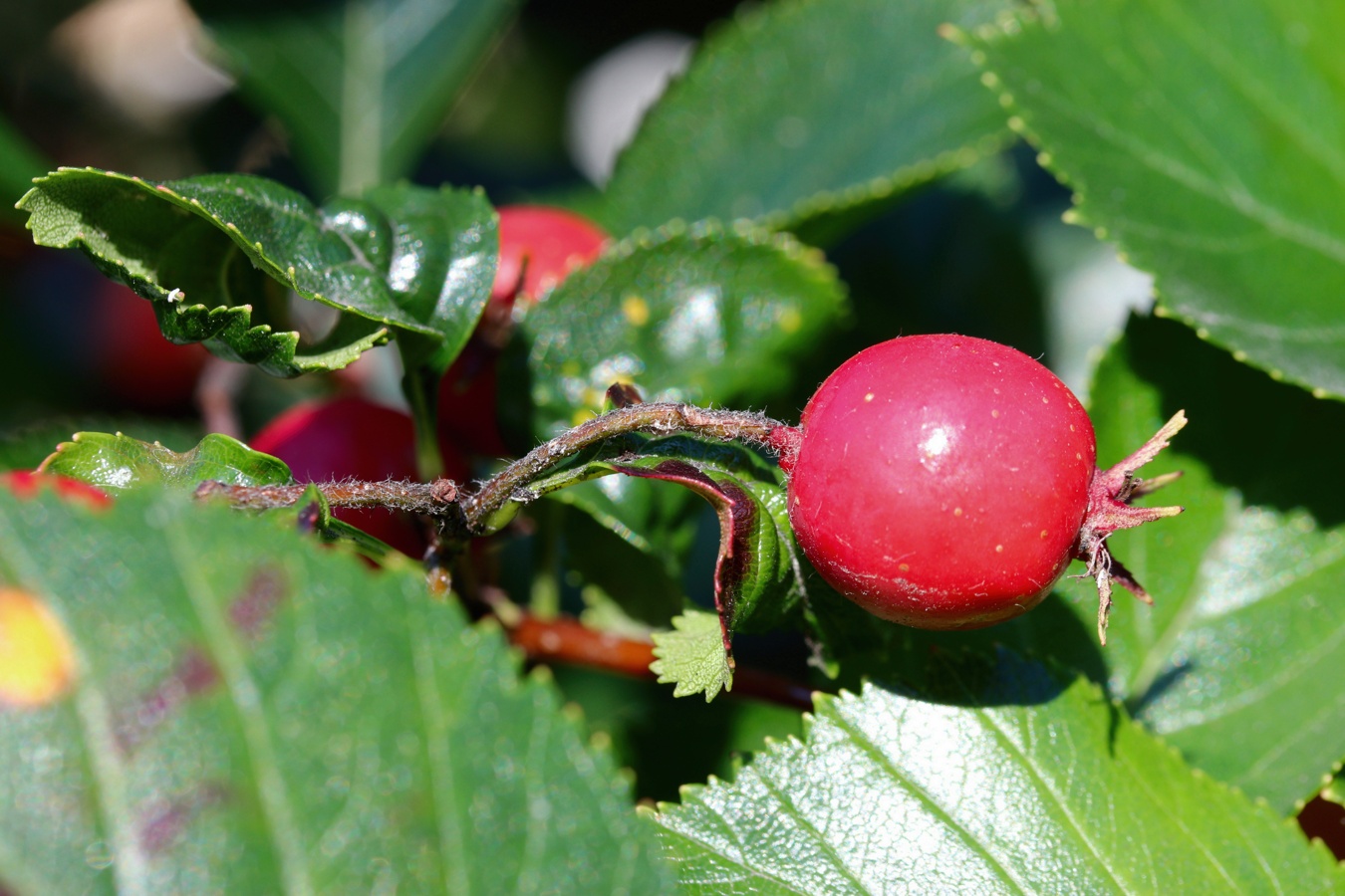 Изображение особи род Crataegus.