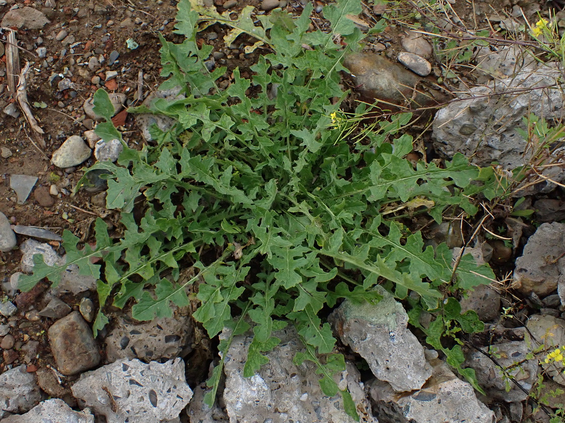 Изображение особи Sisymbrium loeselii.